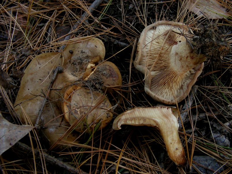 Escursione in bosco misto collinare